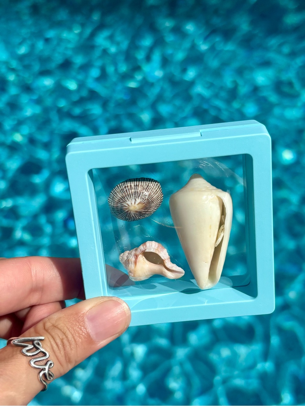 Sanibel Island Shell Trio Display, Cone, Limpet, Murex Shell Art - Picture 5 of 6